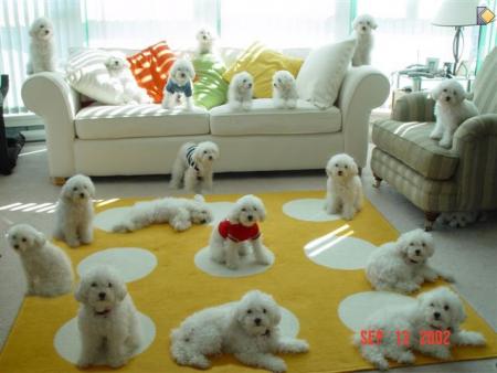 L'attaque des bichons